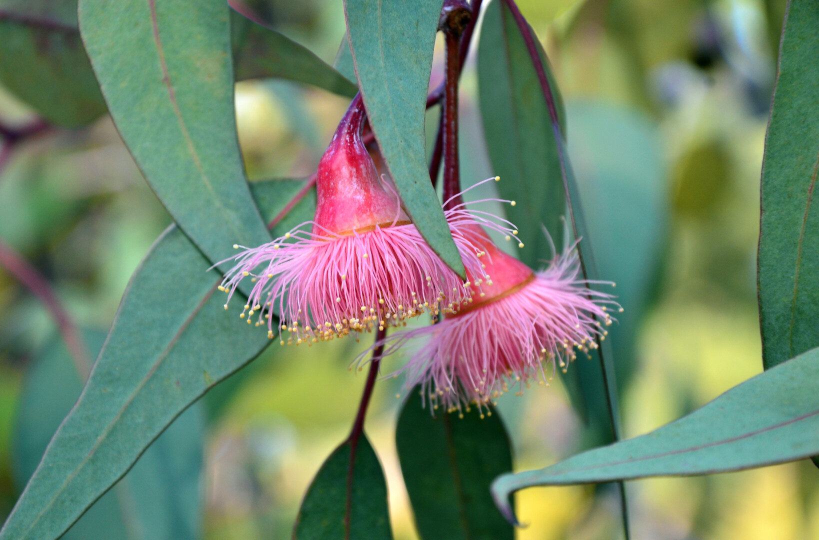 Pink gum tree (Corymbia) blossoms in Perth, Western Australia.