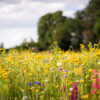 meadow of wild flowers