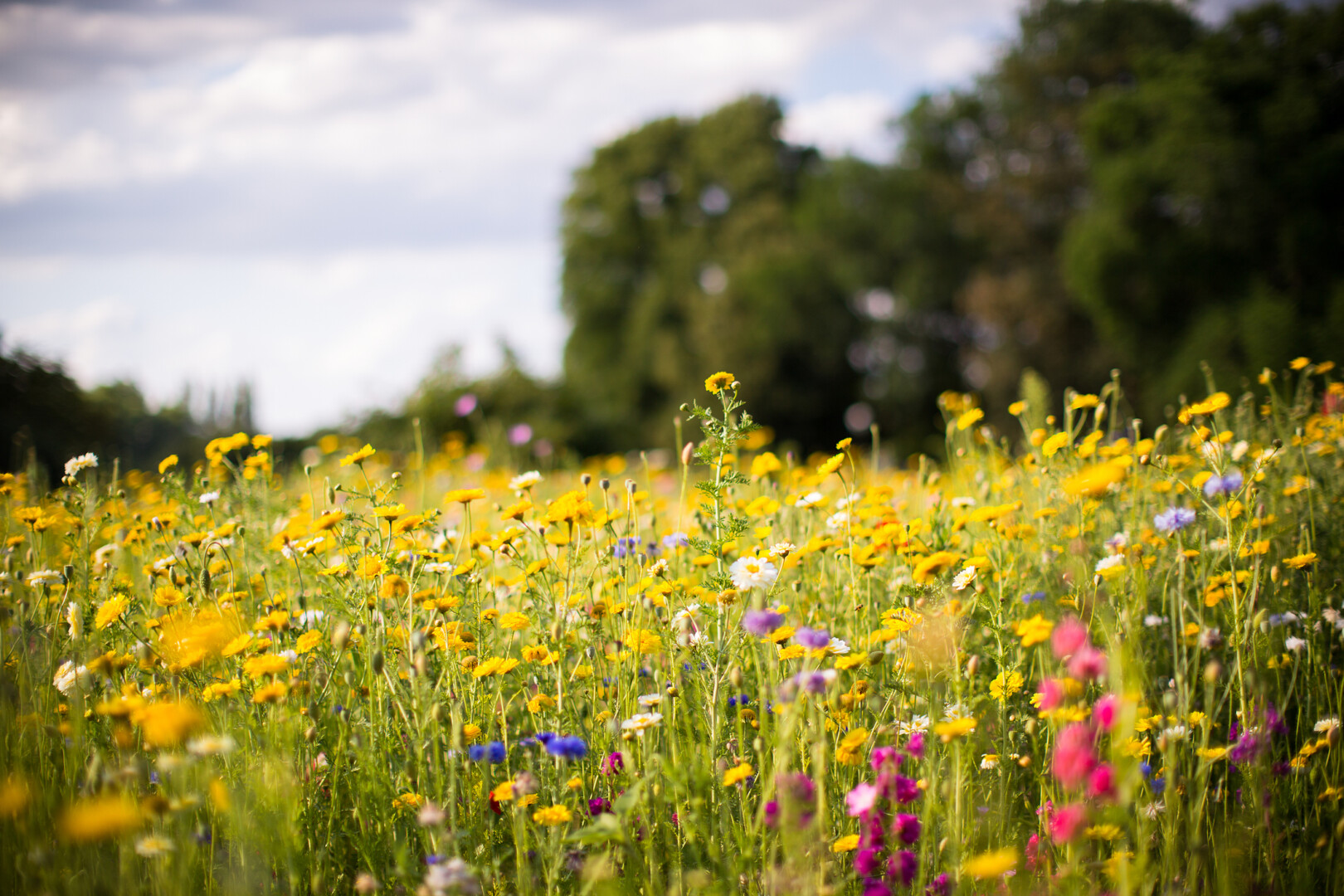 meadow of wild flowers