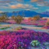 A plain with pink wildflowers and mountains in the distance