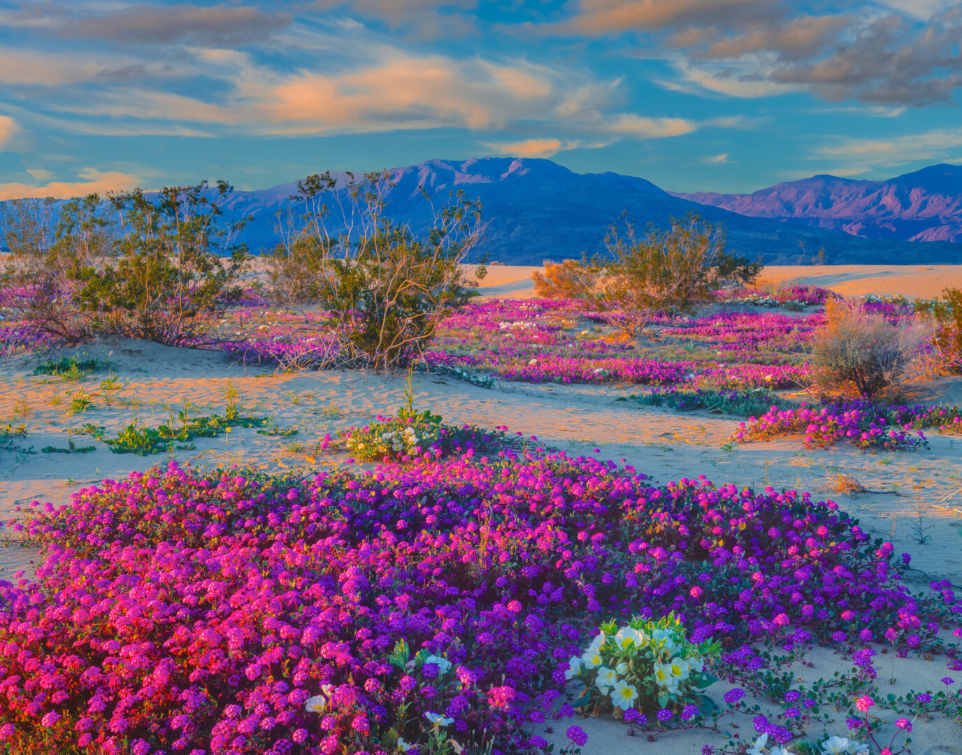 A plain with pink wildflowers and mountains in the distance