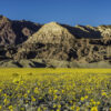 A plain of yellow wildflowers with mountains in the background