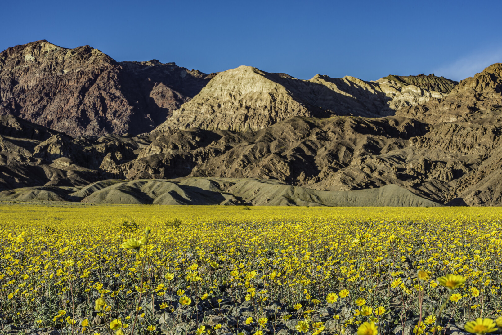 A plain of yellow wildflowers with mountains in the background