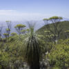 Grass Tree overlooking Stirling Ranges near Albany in Western Australia