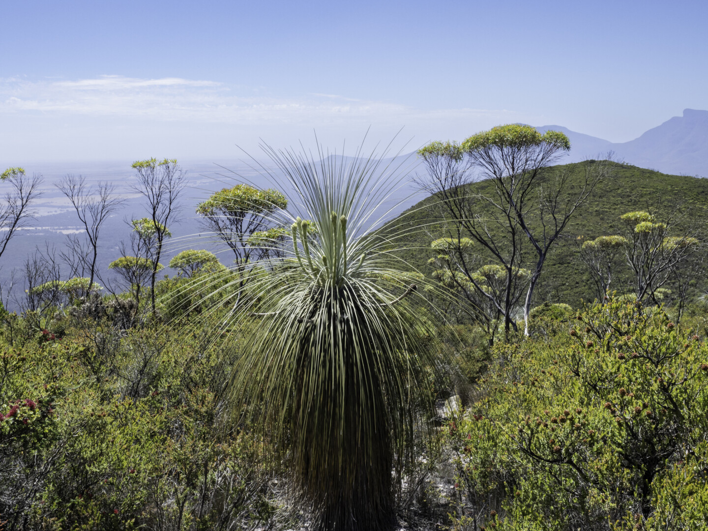 Grass Tree overlooking Stirling Ranges near Albany in Western Australia