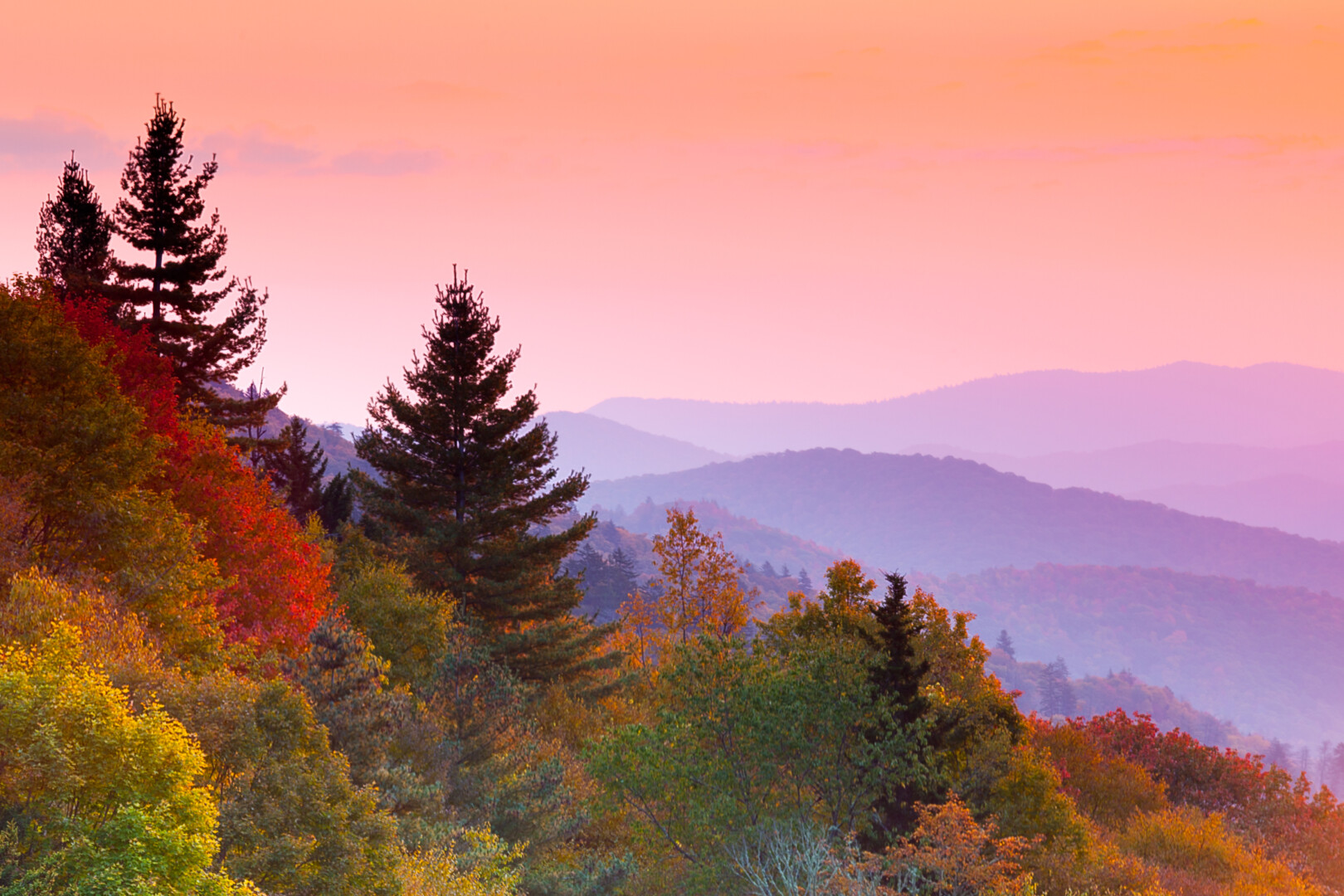 Mountains covered in pine trees, with a pink sunrise