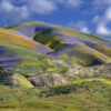 Rolling green mountains covered in orange, purple and yellow wildflowers