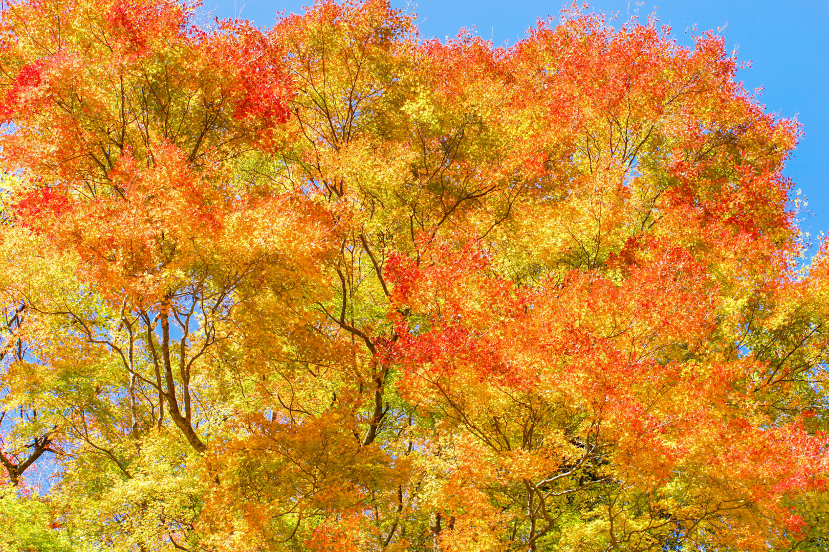 Tree canopy turning yellow and orange in autumn