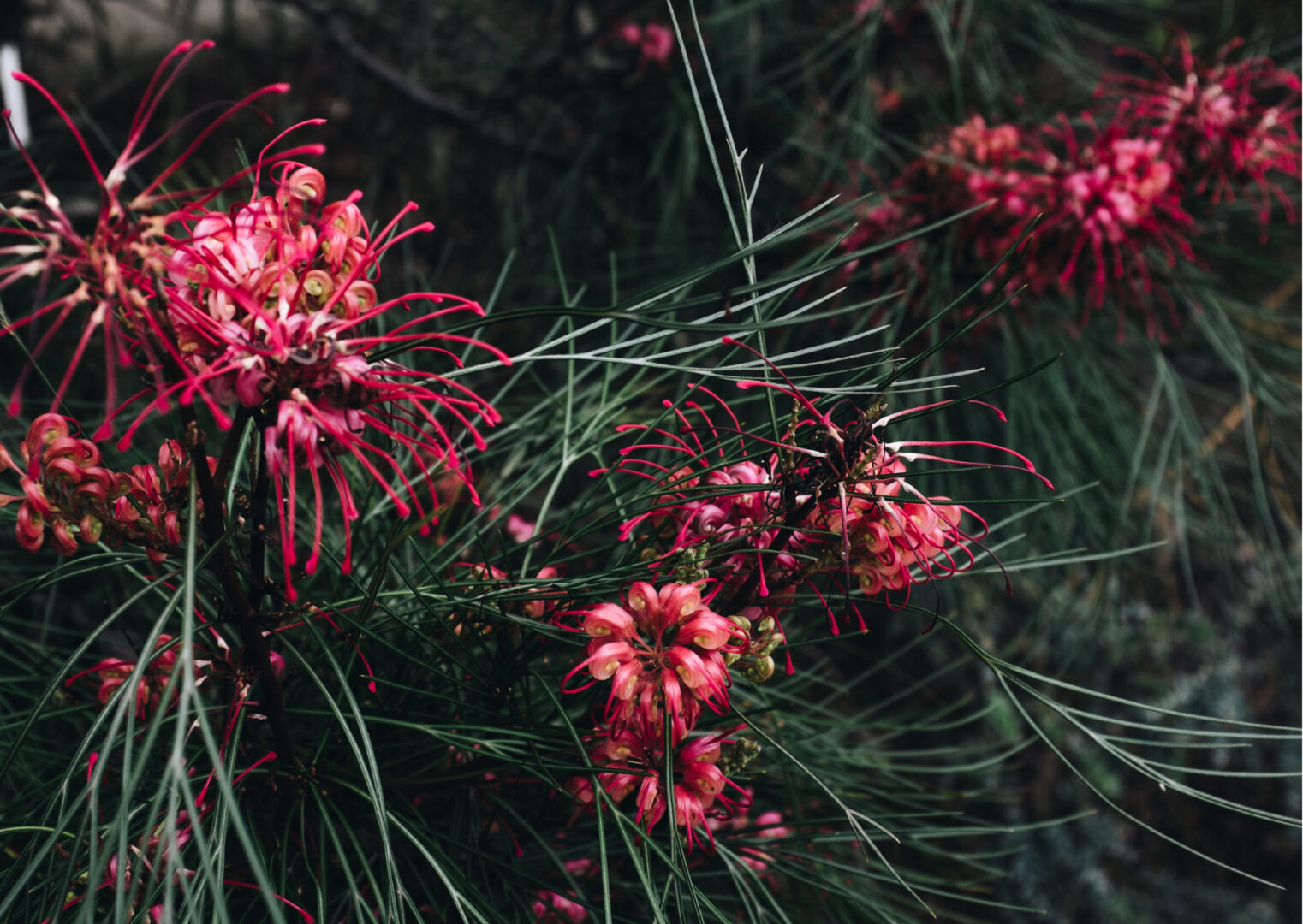 Read more about the article Protected: Telling our stories in ways that make us stronger by Aunty Barbara Wingard, read by Jean McMahon