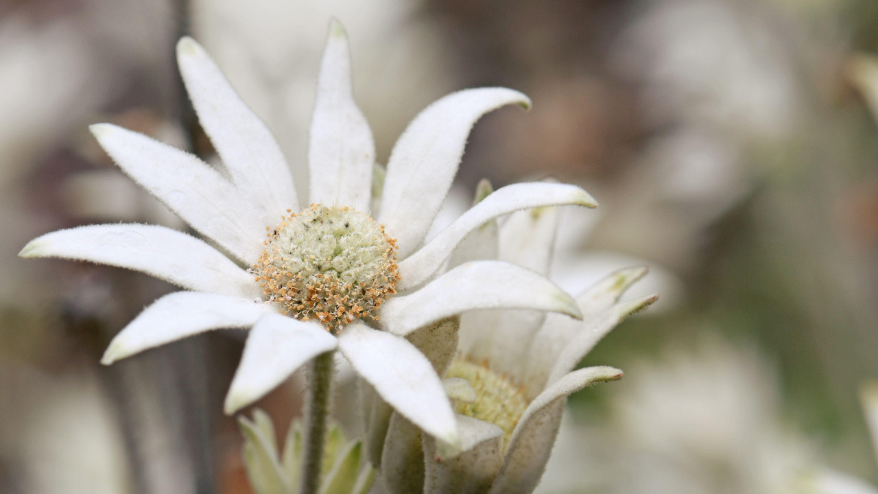Read more about the article Protected: Che rete che mba´e (“Mi cuerpo es mío” en idioma Guaraní): Ampliando las identidades preferidas de mujeres trabajadoras sexuales, a partir de la organización como lugar de resistencia política y vital — Paola Kolher Salinas 