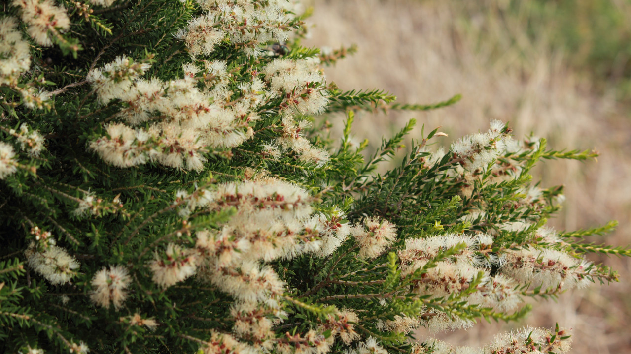 Read more about the article Protected: The Tree of Life Project: Using narrative ideas in work with vulnerable children in Southern Africa [audio from the archive] — Ncazelo Ncube-Mlilo read by Ncazelo Ncube-Mlilo 
