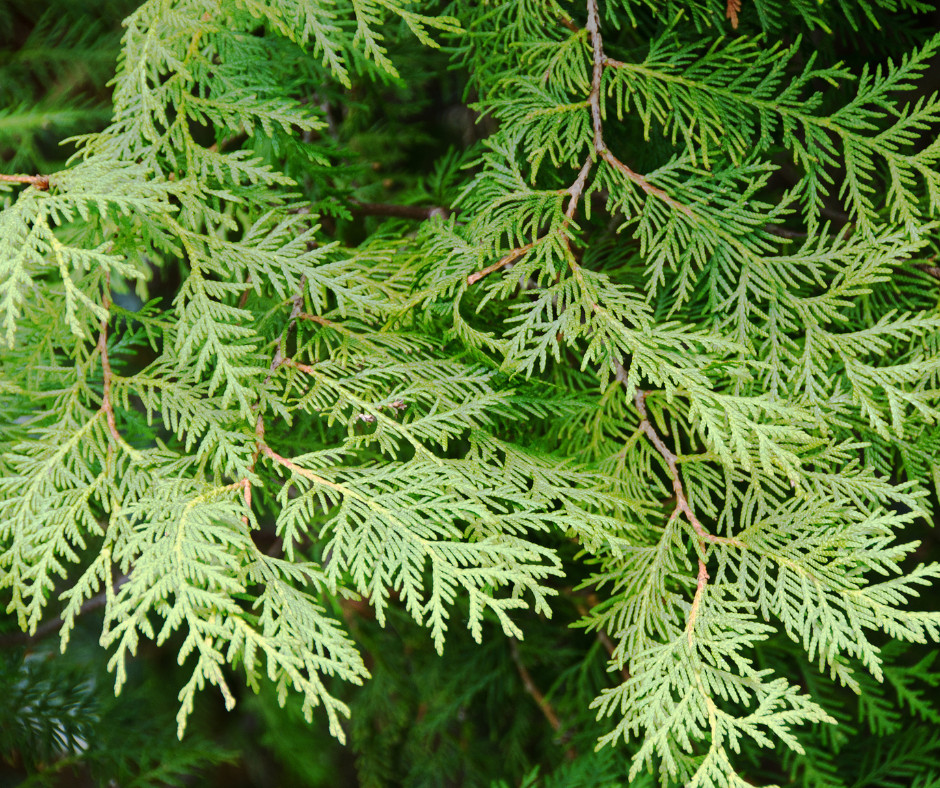 cedar tree leaves up close