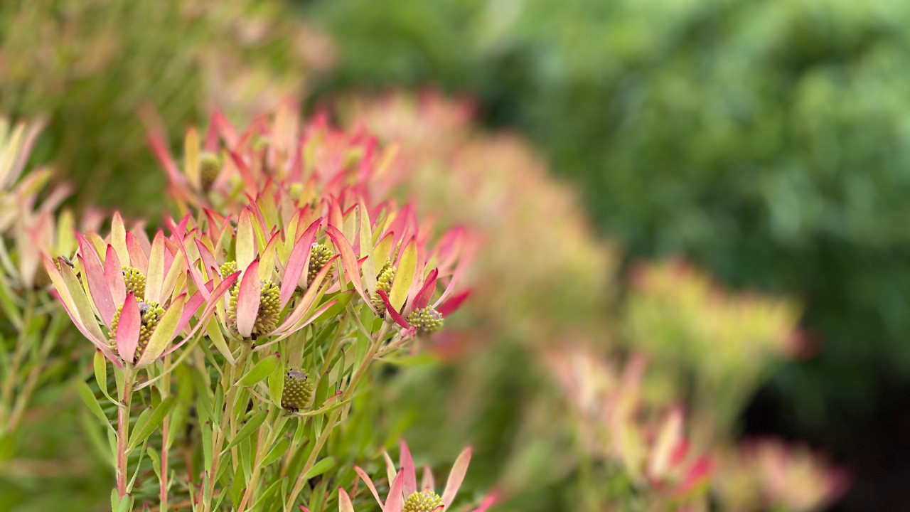 Read more about the article Protected: Fireworks, a funeral and friendship: Re-membering community at end-of-life — Tanya Newman 