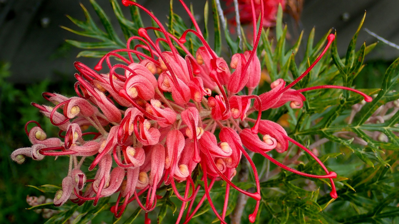 Read more about the article Protected: Reflecting on the healing potentials of dialogue: A review of why dialogue does cure: Explaining what makes dialogue unprecedentedly effective in difficult crises by Jaakko Seikkula — Tom Strong 