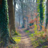 Wild old forest