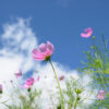 pink flower against a blue sky