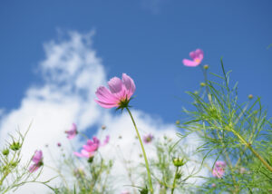 pink flower against a blue sky