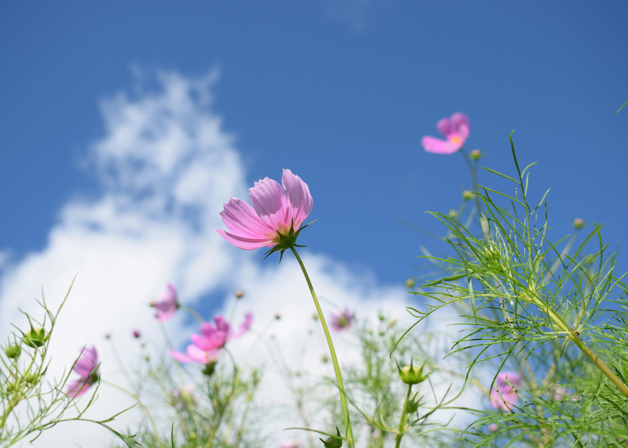 Read more about the article Protected: Dreaming trans-affirming mental health care into existence — Tiffany Sostar