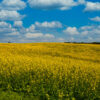 a field of yellow flowers against a blue sky