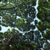 crown shyness
