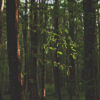sapling in the forest