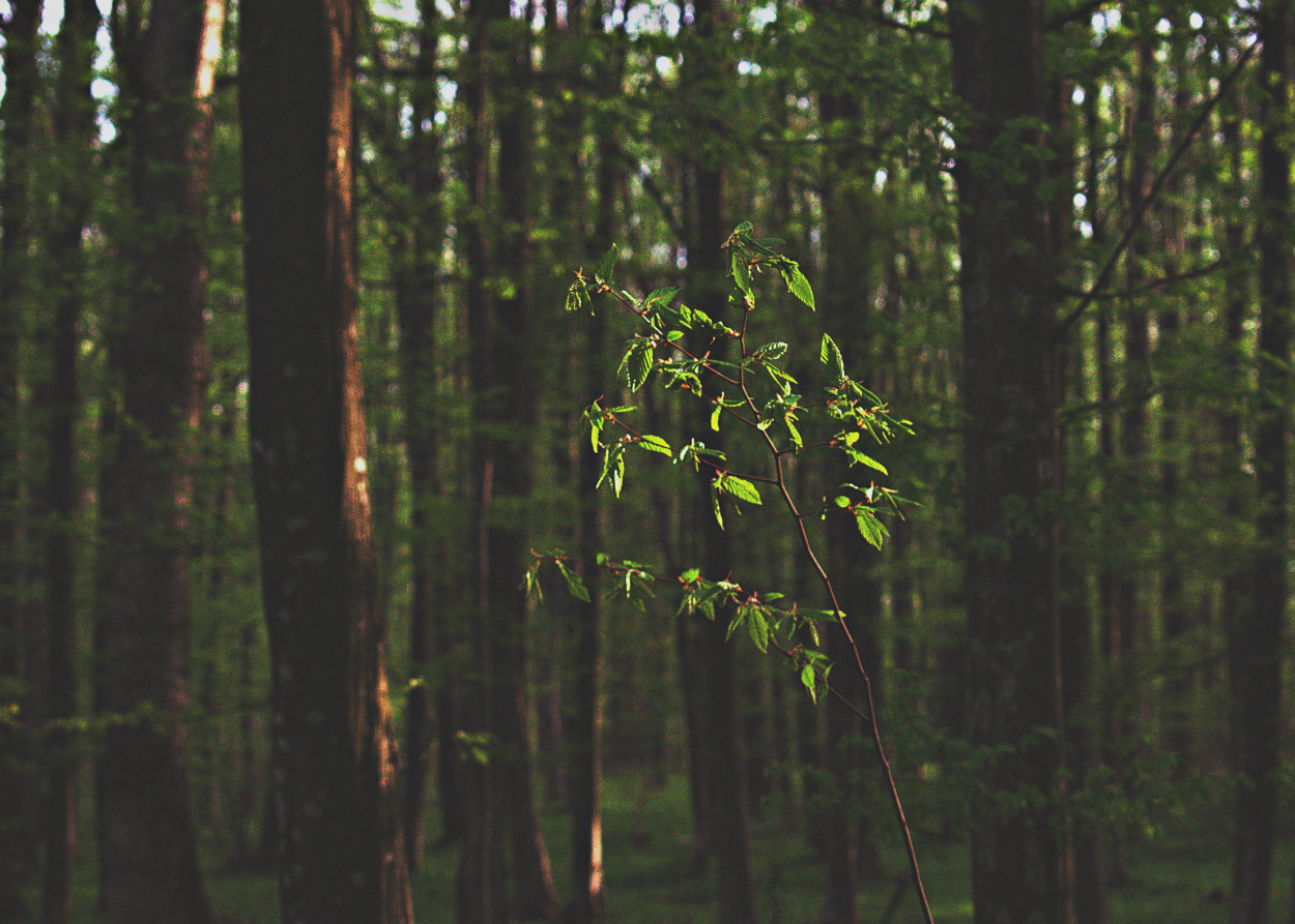 Read more about the article Protected: Inheritance beyond genes — Ximena Karmy Saieg