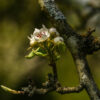 new white spring blooms on a dark bough