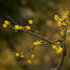yellow spring blooms on dark boughs